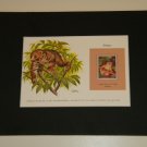 Matted Print and Stamp - Potto - World Wildlife Fund