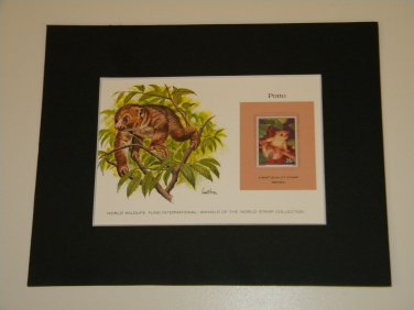 Matted Print and Stamp - Potto - World Wildlife Fund