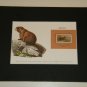 Matted Print and Stamp - Marmot - World Wildlife Fund