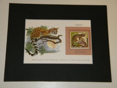 Matted Print and Stamp - Genet - World Wildlife Fund