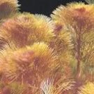 Cabomba Purple (Red) (Cabomba pulcherrima)