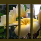 Modern Contemporary oil paintings on Canvas flower painting set10060