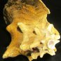NAUTICAL TROPICAL REEF 6" PACIFIC MUREX RAMOSUS SEA SHELL BEACH DECOR