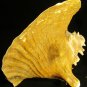 NAUTICAL TROPICAL REEF 6" PACIFIC MUREX RAMOSUS SEA SHELL BEACH DECOR
