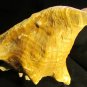 NAUTICAL TROPICAL REEF 6" PACIFIC MUREX RAMOSUS SEA SHELL BEACH DECOR