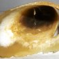 BEAUTIFUL HAND CARVING HORN BONE LIGHT COLOR HAWK BIRD KOREA