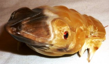 BEAUTIFUL HAND CARVING HORN BONE FROG KOREA