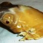 BEAUTIFUL HAND CARVING HORN BONE FROG KOREA