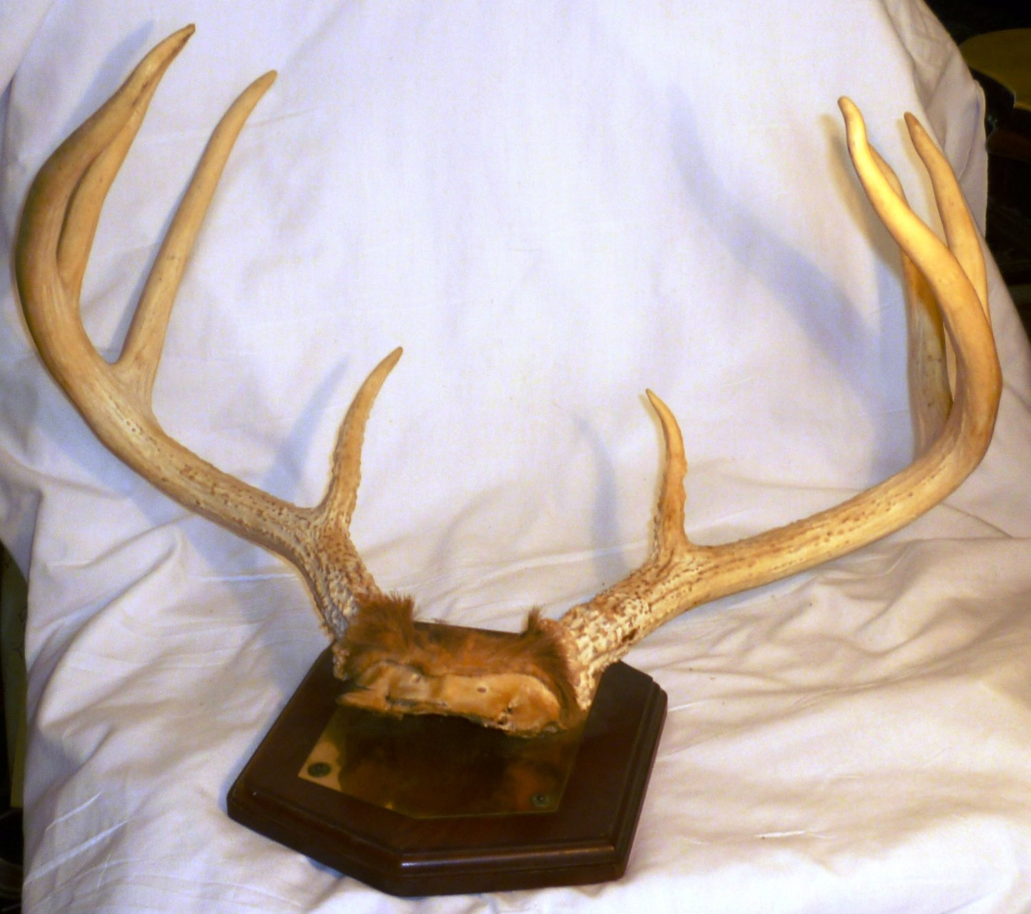 8 Point Whitetail Deer Antlers Nicely Mounted By Shipley's Sporting 