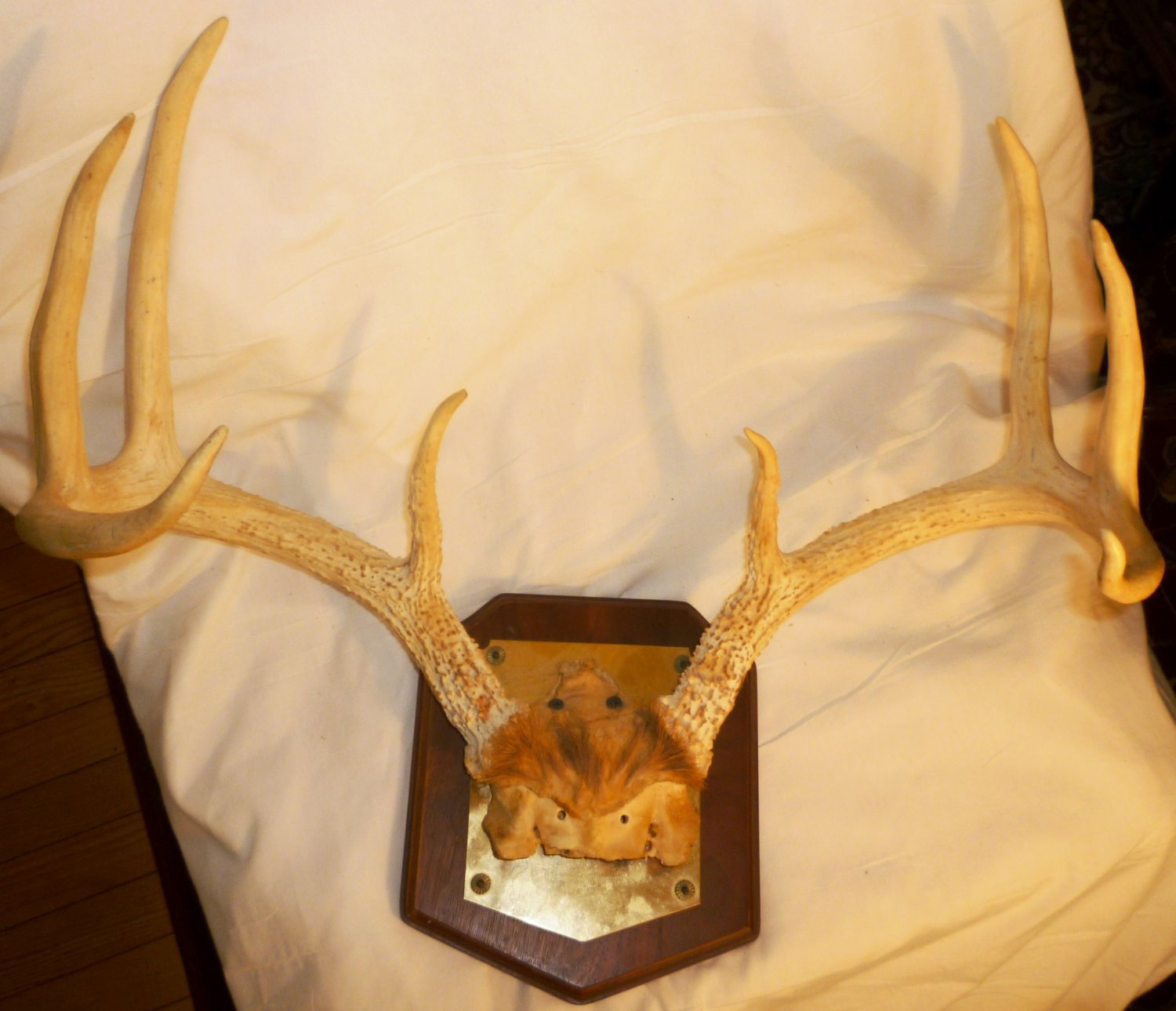 8 POINT WHITETAIL DEER ANTLERS NICELY MOUNTED BY SHIPLEY'S SPORTING ...