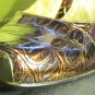 10M STUNNING FAUX CROCODILE LEATHER BRONZE J.RENEE 4" STILETTO BRASS DECORATED