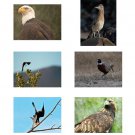 Bird Note Card Collection Set