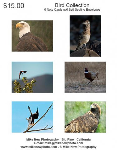 Bird Note Card Collection Set