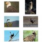 Bird Note Card Collection Set
