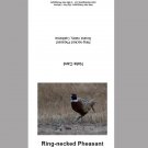 Ring-necked Pheasant Note Card