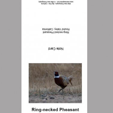 Ring-necked Pheasant Note Card