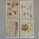 Four Leonardo Da Vinci Prints on Card Muscoli Anatomical Sketches 8.25 x 6 Inches Four Leonardo Da Vinci Prints on Card Muscoli Anatomical Sketches 8.25 x 6 Inches
