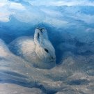 Oil Painting on Board White Rabbit in Snow Langenecker Original Art