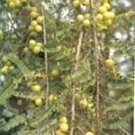 Amalaki (Emblica officinalis)
