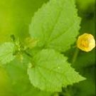 Bala (Sida cordifolia)