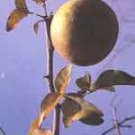 Bilva (Aegle Marmelos)