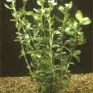 Brahmi (Bacopa monnierri)