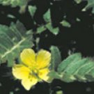 Gokshur (Tribulus terrestris)