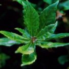 Gurmar (Gymnema sylvestre)