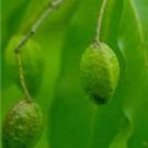 Haritaki (Terminalia chebula)