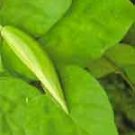Jiwanti,Jivanti(Leptadenia reticulata)