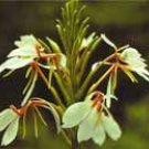 Kapur kachri (Hedichium spicatium)