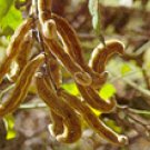 Kaunch (Mucuna pruriens)