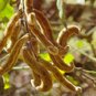 Kaunch (Mucuna pruriens)