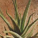 Kumari (Aloe vera,Aloe barbadensis)