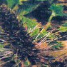 Kutki (Picrorhiza kurroa)