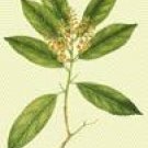 Lodhra (Sympiocos racemosa)