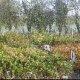 Shrubs and Hedging