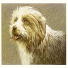 BORDER COLLIE ---- Matted Vintage COZZAGLIO Print