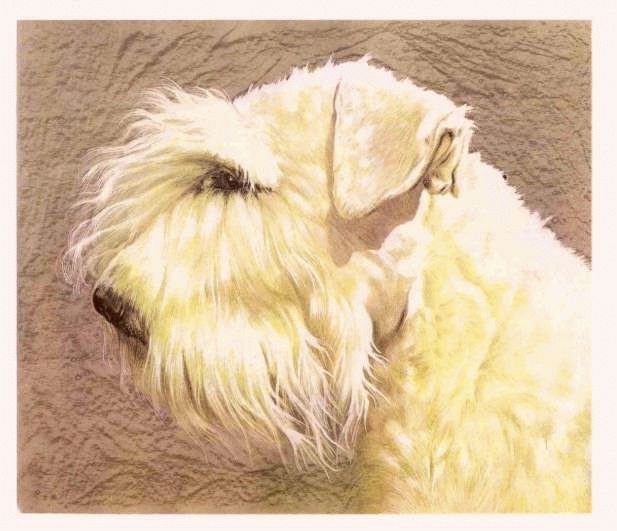 SEALYHAM TERRIER ---- Matted Vintage COZZAGLIO Print