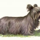 SILKY TERRIER Print -  Matted Vintage COZZAGLIO Print