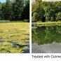 Cutrine-Plus Algaecide, 1 gal for pond, lake,potable water