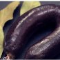 Traditional Morcela Black Pudding Beiras Portugal Sausage Chorizo