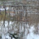 Reflections on a pond in spring - Digital photo
