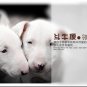 Fashion gift creative design playful puppy bracelet strap can be adjusted free shipping -zp053