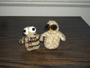 Barn Owls