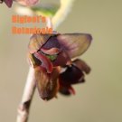 Dwarf Pawpaw Asimina parviflora