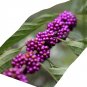 Crushed Beautyberry leaves Callicarpa americana