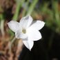 Hill Country Rain Lily  (Cooperia pedunculata) fragrant