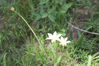 Zephyr Lily (Zephyranthes primulina) 6 bulbs yellow flowers reseeds easily