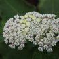 Redring Milkweed, Asclepias variegata,  three tubers mailed bare root
